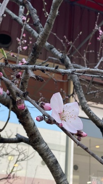 春は、手放しにはもってこいの季節✨